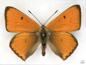 Media type: image;   Entomology 64965 Aspect: habitus dorsal